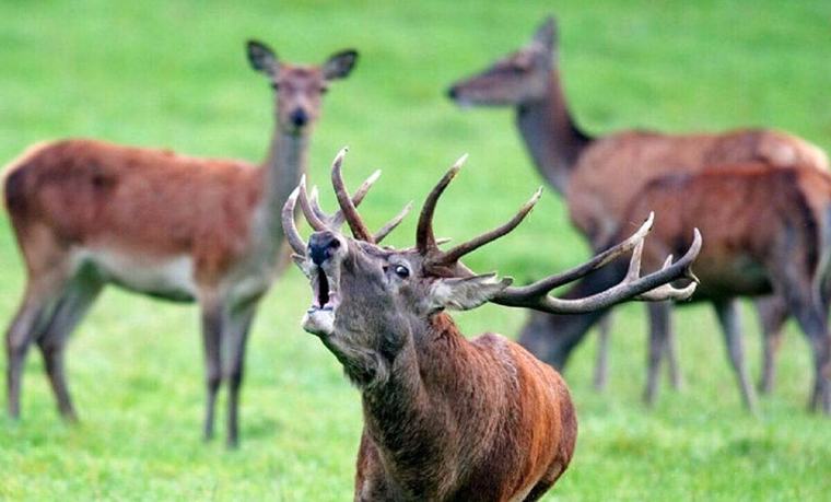 DOE bans rut tours to help Persian red deer conservation